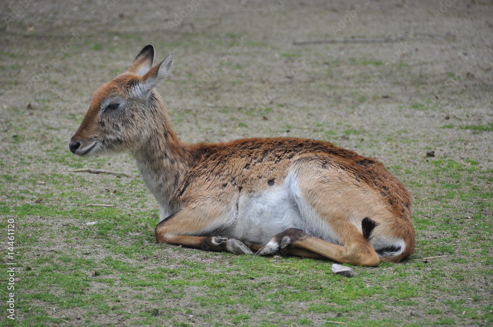 Fototapeta premium Le Cobe de Lechwe (Kobus leche)