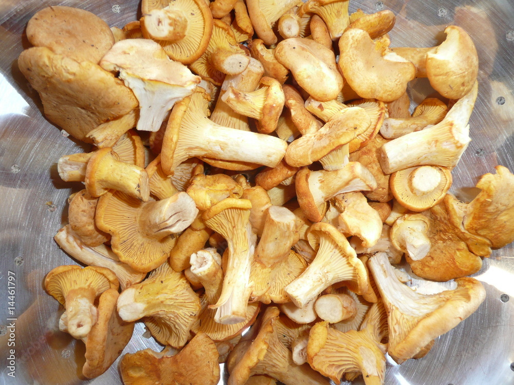 Kleine Pilze Kleine Pilze