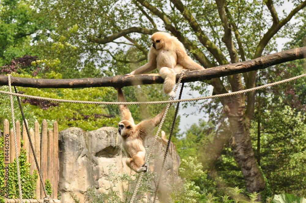 Fototapeta premium Gibbon lar ou Gibbon à mains blanches