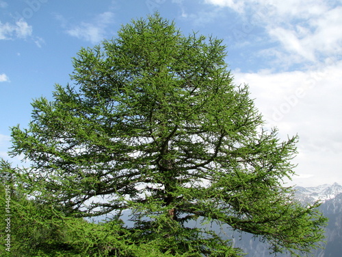 Le mélèze solitaire.