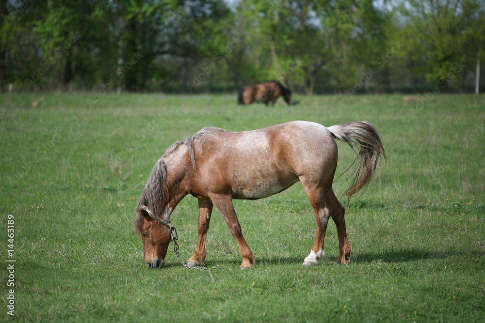 Obraz premium Grazing horse