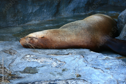 lying seal