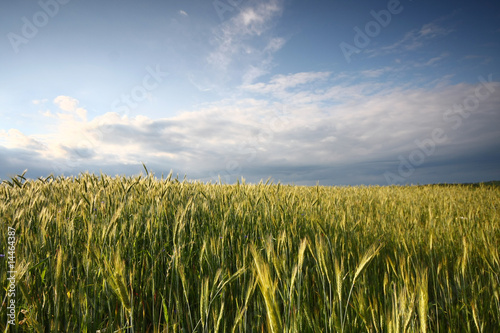 wheat meadow