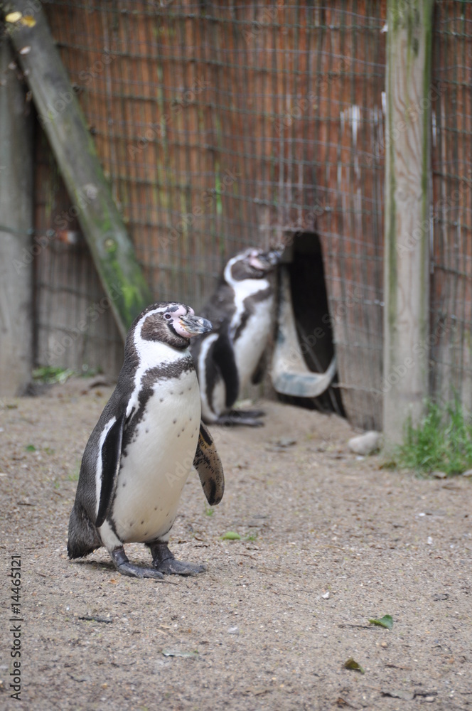 Naklejka premium le manchot de Humboldt