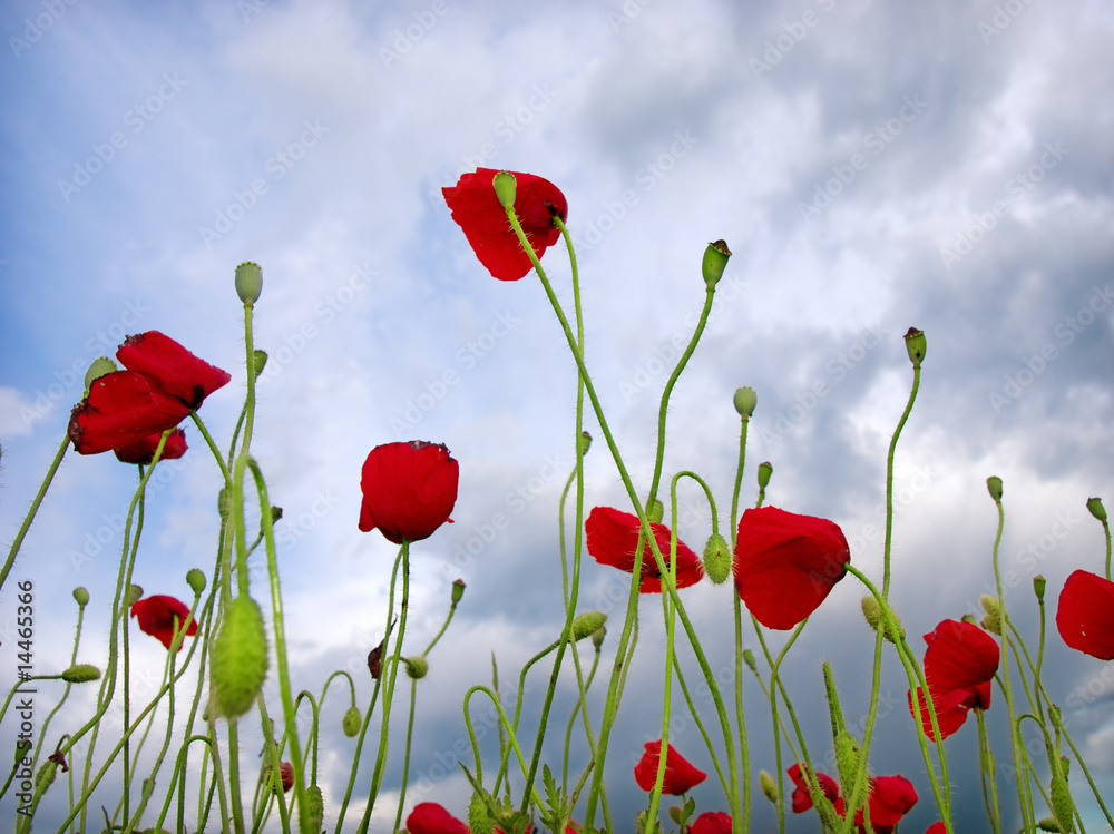 Obraz premium poppy flower