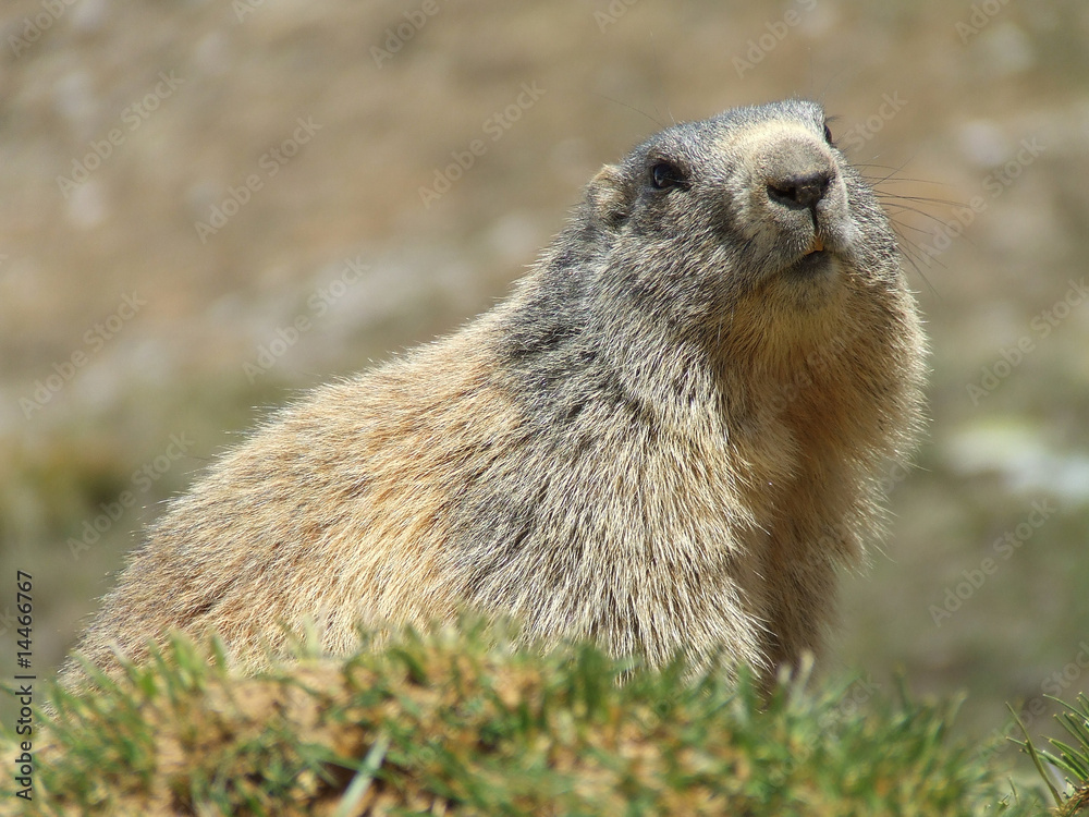 Marmotte