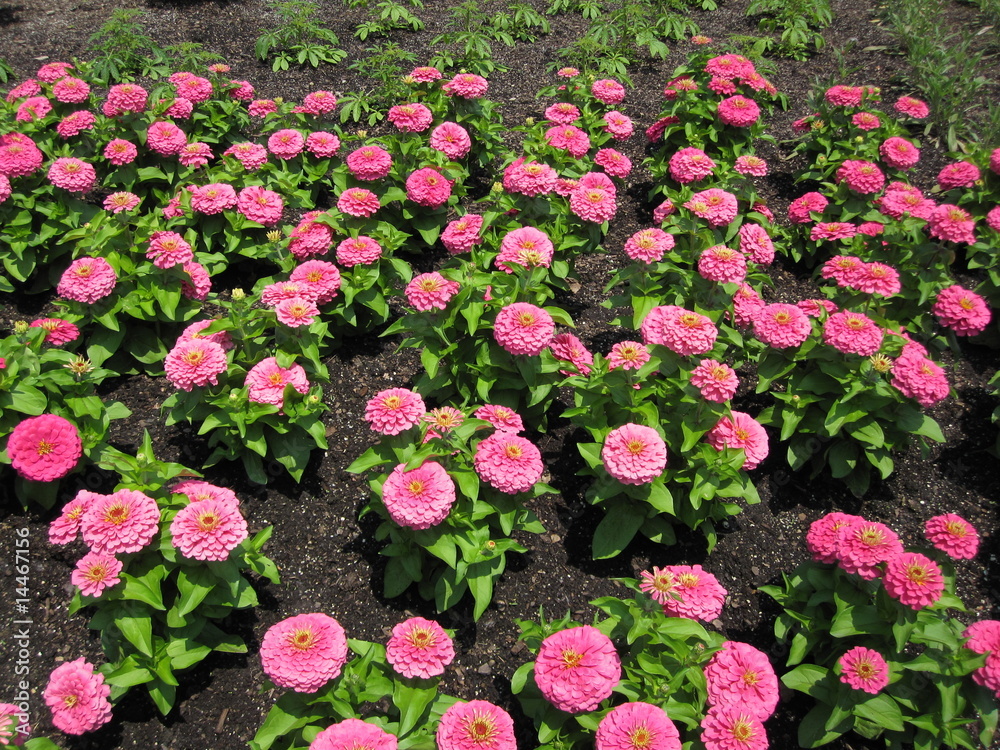 Naklejka premium Zinnia explosion