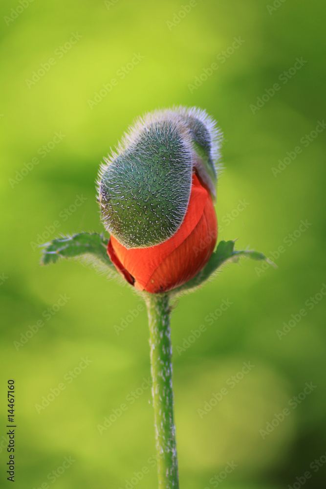 Obraz premium Emerging poppy head