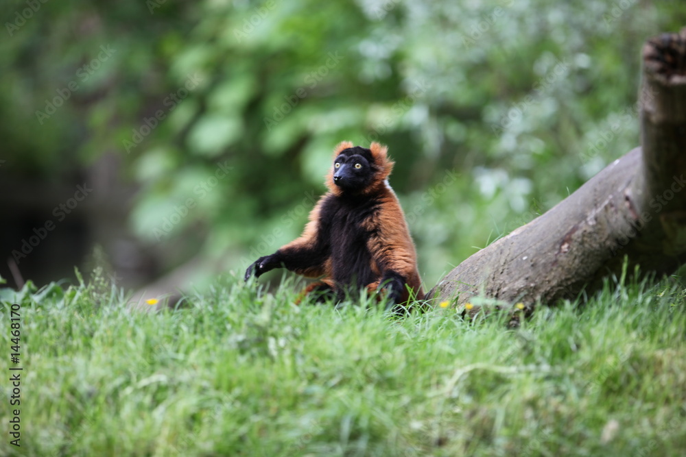 Obraz premium Le maki vari roux