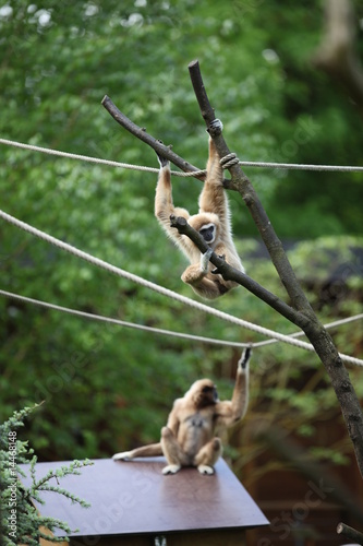 Gibbon lar ou Gibbon à mains blanches © JC DRAPIER