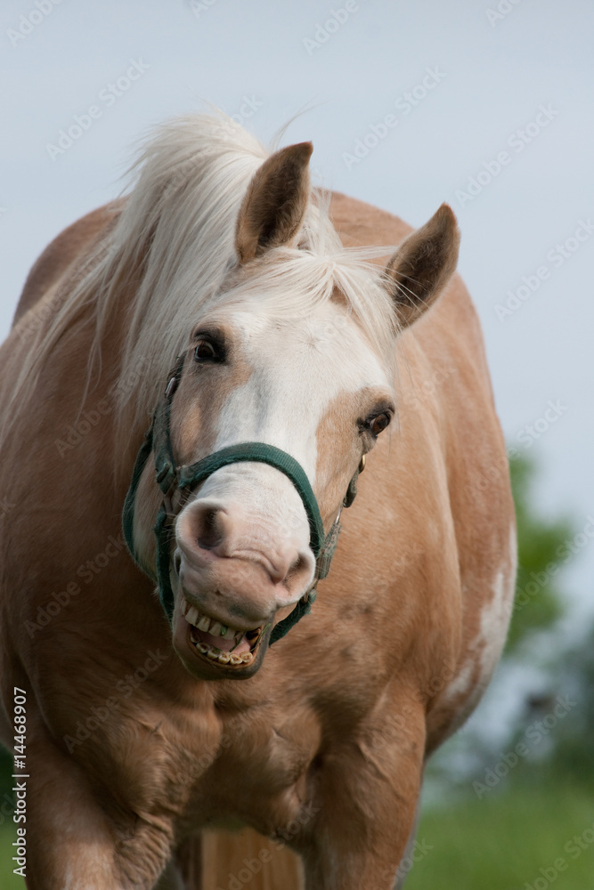 Obraz premium Smiling Horse