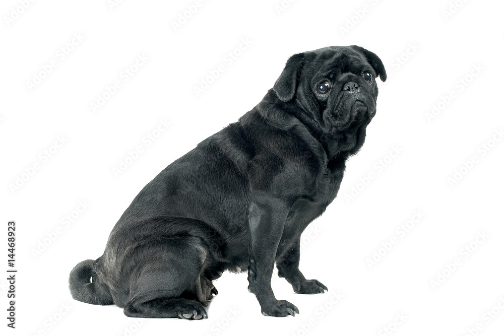 Black Pug posing for the camera on a white background