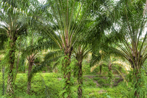 Palm Oil Plantation.