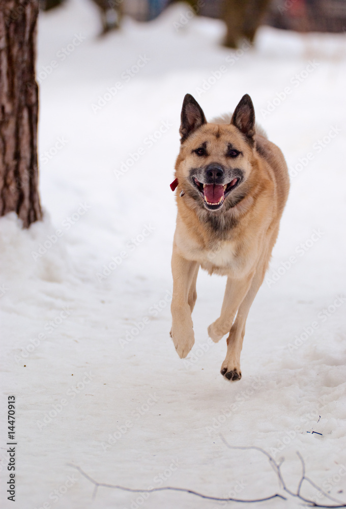 Running dog