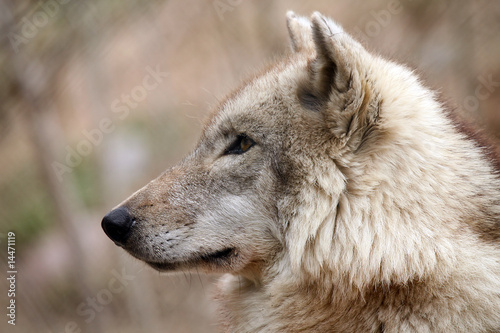 Wolf Profile