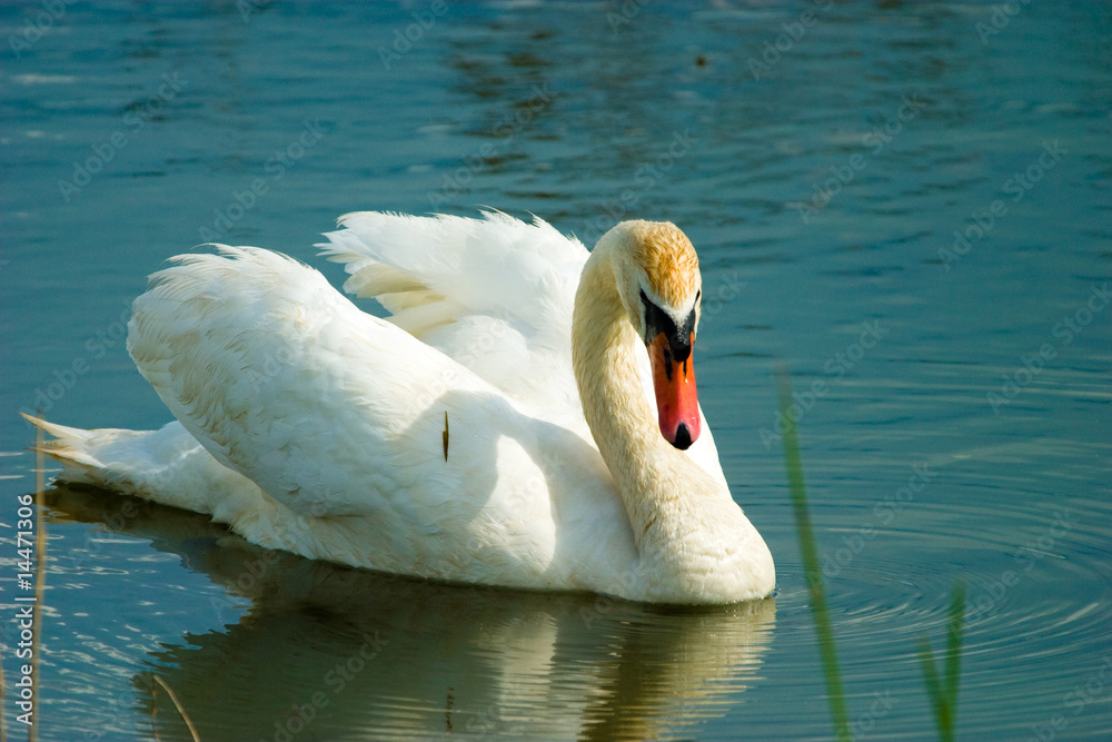 Obraz premium wild bird