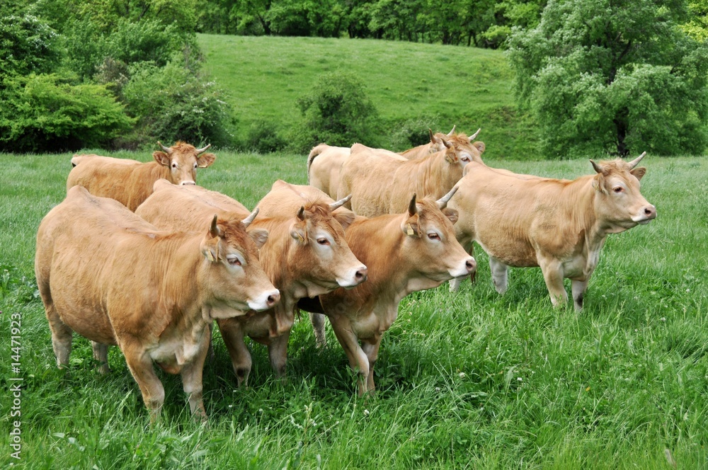 Fototapeta premium manada de vacas