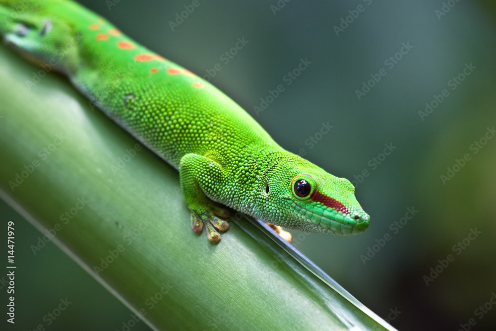 Green gecko Green gecko