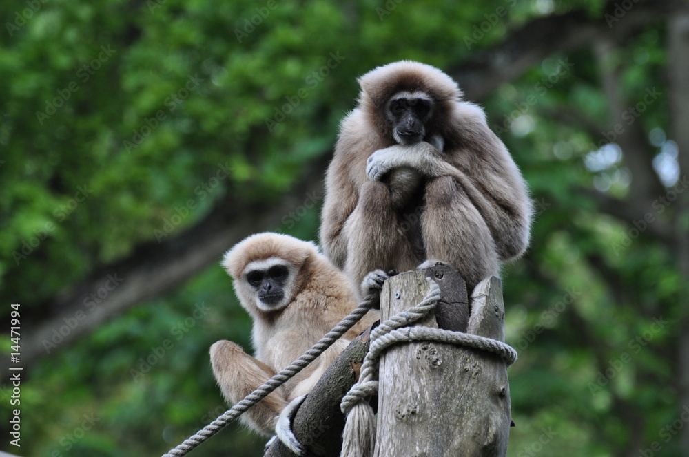 Fototapeta premium Gibbon lar ou Gibbon à mains blanches