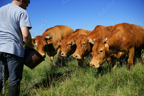 Leinwand Poster Züchter und Herde von Kühen
