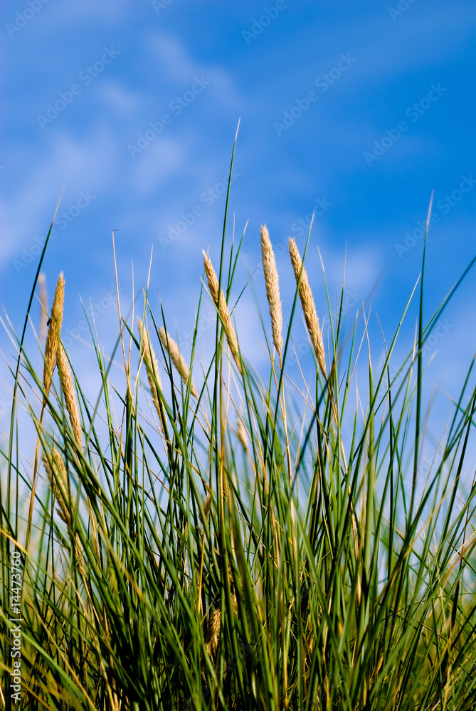 Obraz premium Grass, blue sky