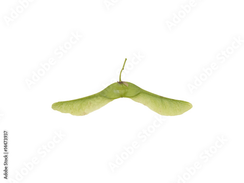 Ahornsamen