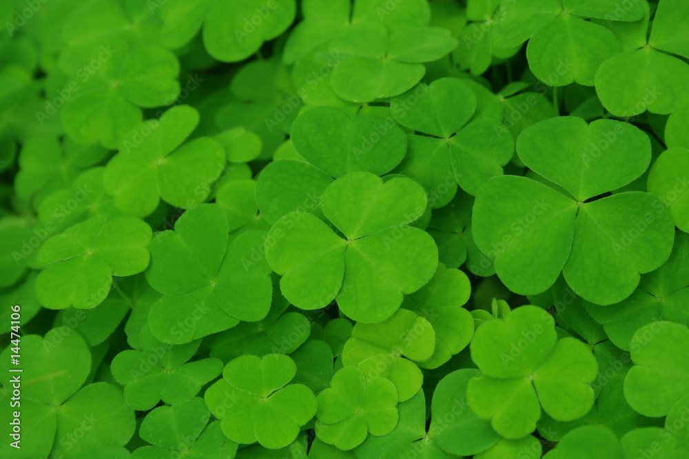 Green clover. Green clover.