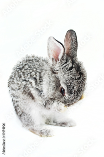 Little rabbit isolated on white