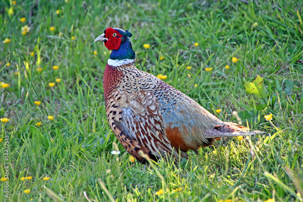 Fototapeta premium Pheasant Standing in a Grassy Field – Colorful Game Bird in Natural Habitat