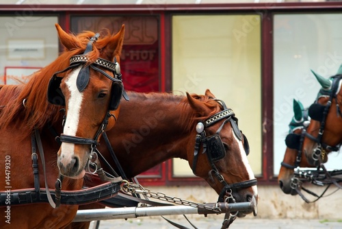 working horses