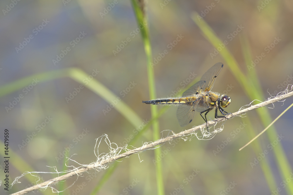 Dragonfly