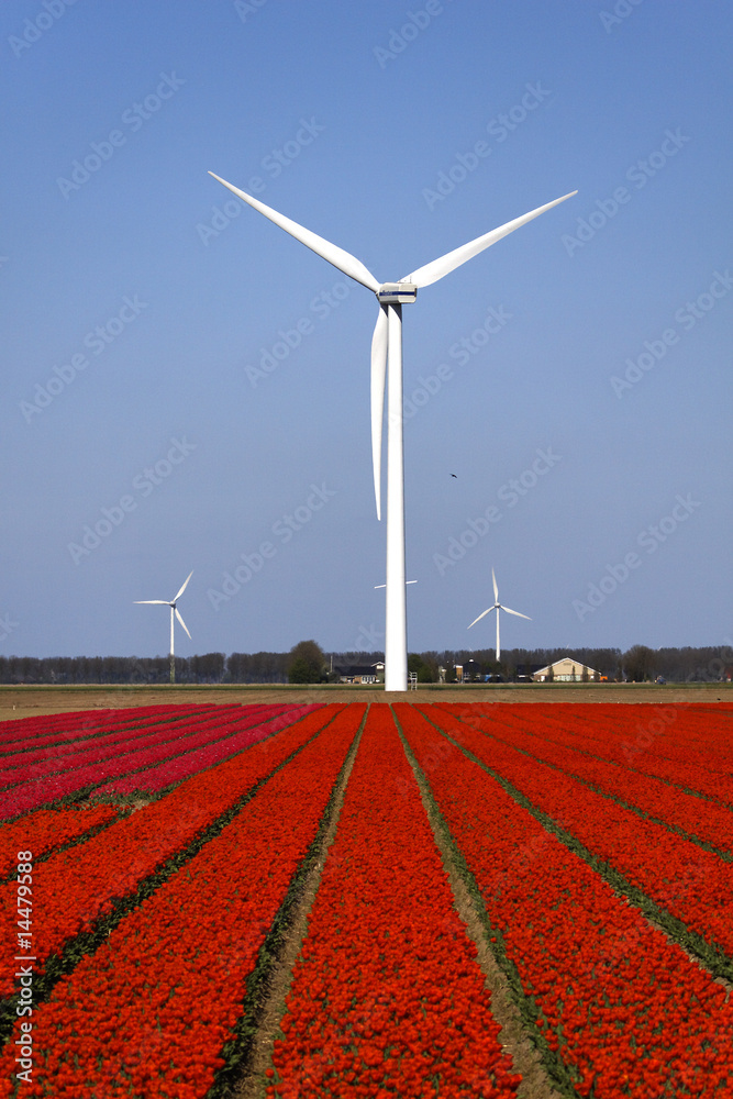 Champs de tulipes rouges