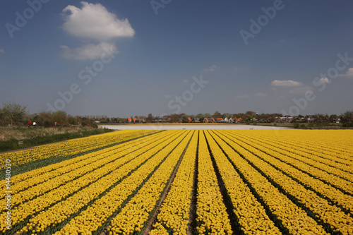 Champs de tulipes jaunes