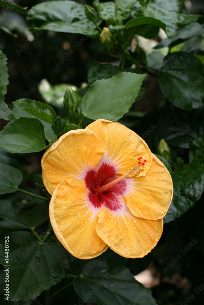 Chinese hibiscus