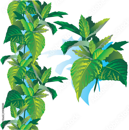 Fresh green mint
