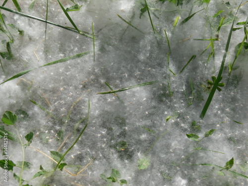 Bild auf Leinwand neige de printemps ou fleurs de peupliers