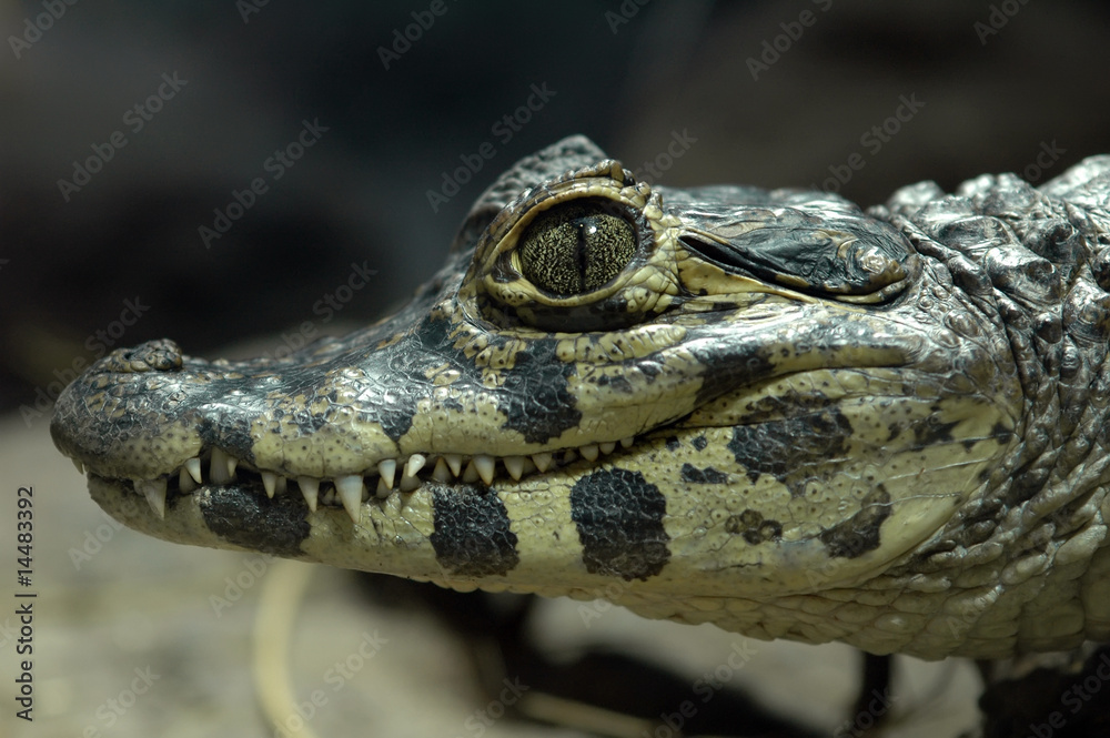 Fototapeta premium Alligator head closeup