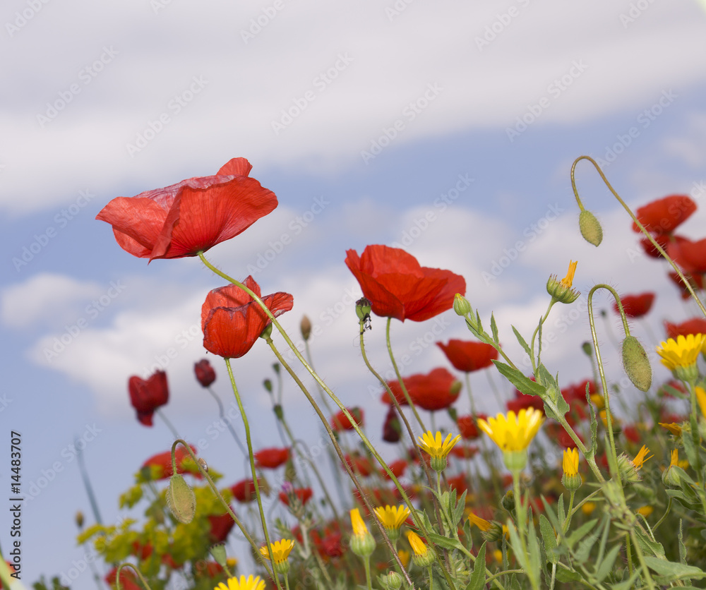 Fototapeta premium Red poppies
