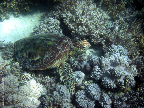 Sea Turtle in Great Barrier Reef © surpasspro