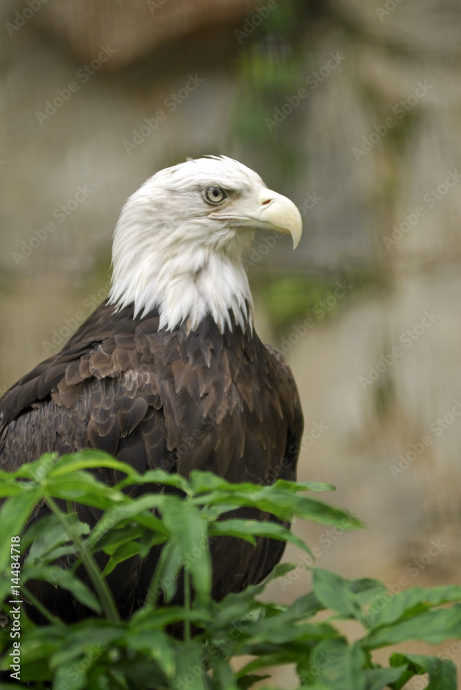 The American Bald Eagle. The national bird of the USA. The American Bald Eagle. The national bird of the USA.