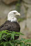 The American Bald Eagle.  The national bird of the USA.
