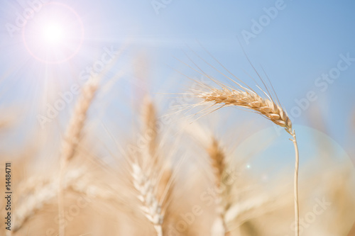 Field of wheat with reflection of sun