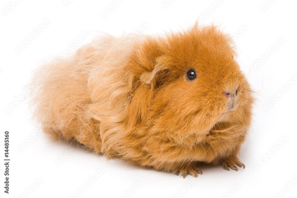 Fototapeta premium Guinea pig on white background