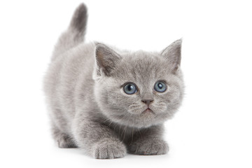 British kitten on white background