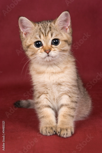 British kitten on red background