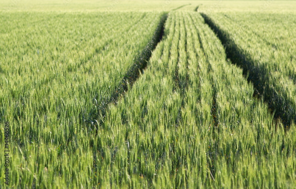 track in summer weat field