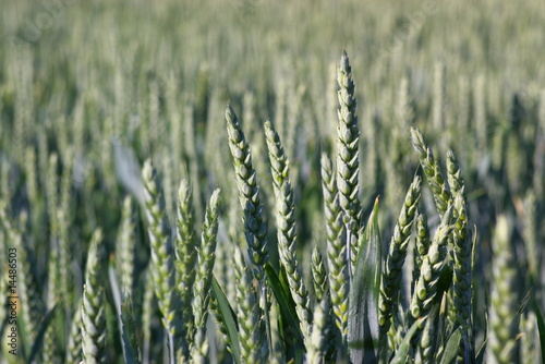 wheat ears in summer field