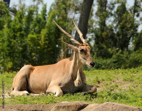 African antelope