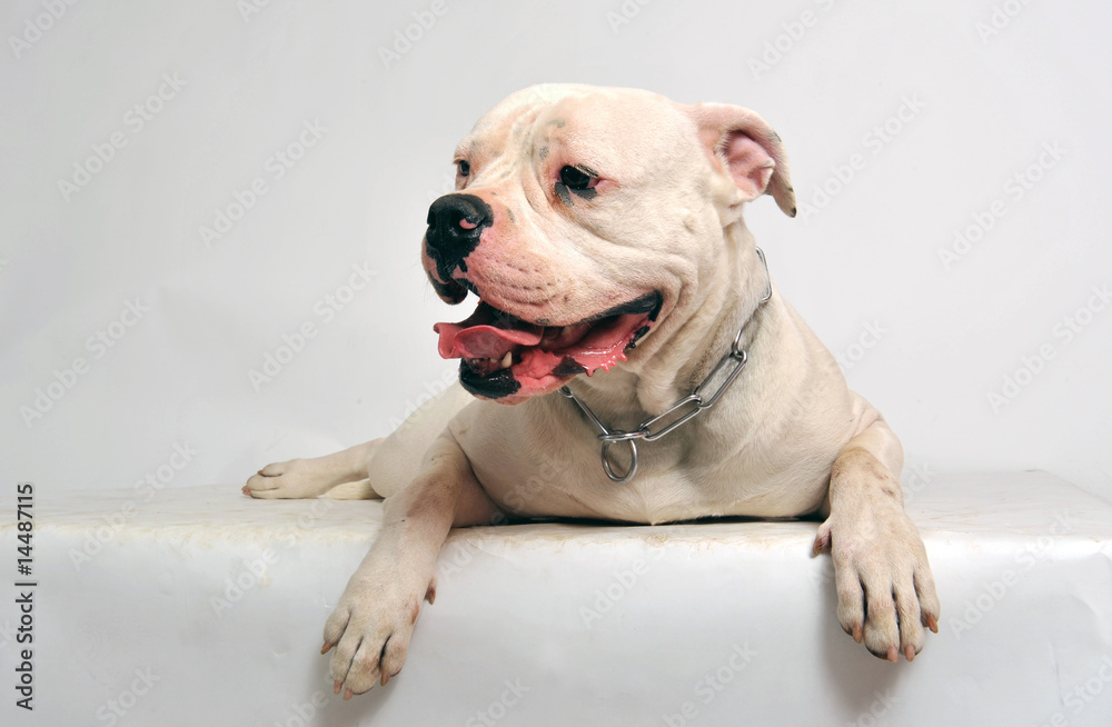 Obraz premium bouledogue americain
