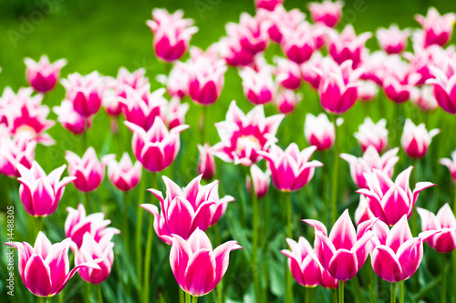 Fototapeta Naklejka Na Ścianę i Meble -  beautiful purpur tulips against green grass